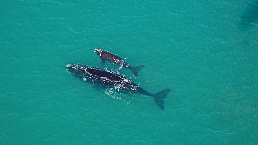 Whale Watching-Fleurieu Peninsula